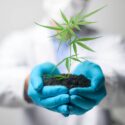 cannaderm capillus seborea šampon