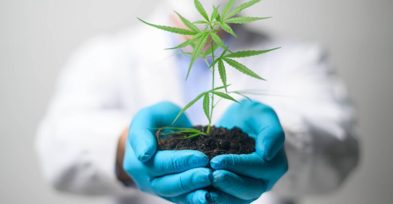 cannaderm capillus seborea šampon
